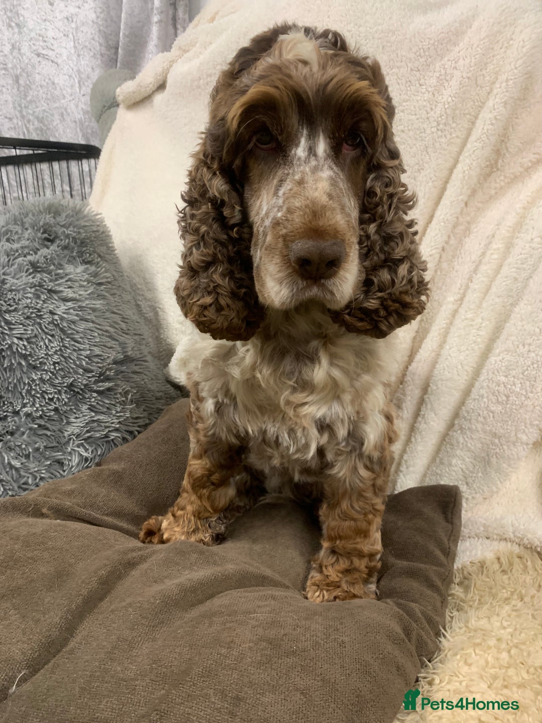 Cocker Spaniel dogs for stud: Extensively Health Tested Stud  in Wisbech - Advert 3