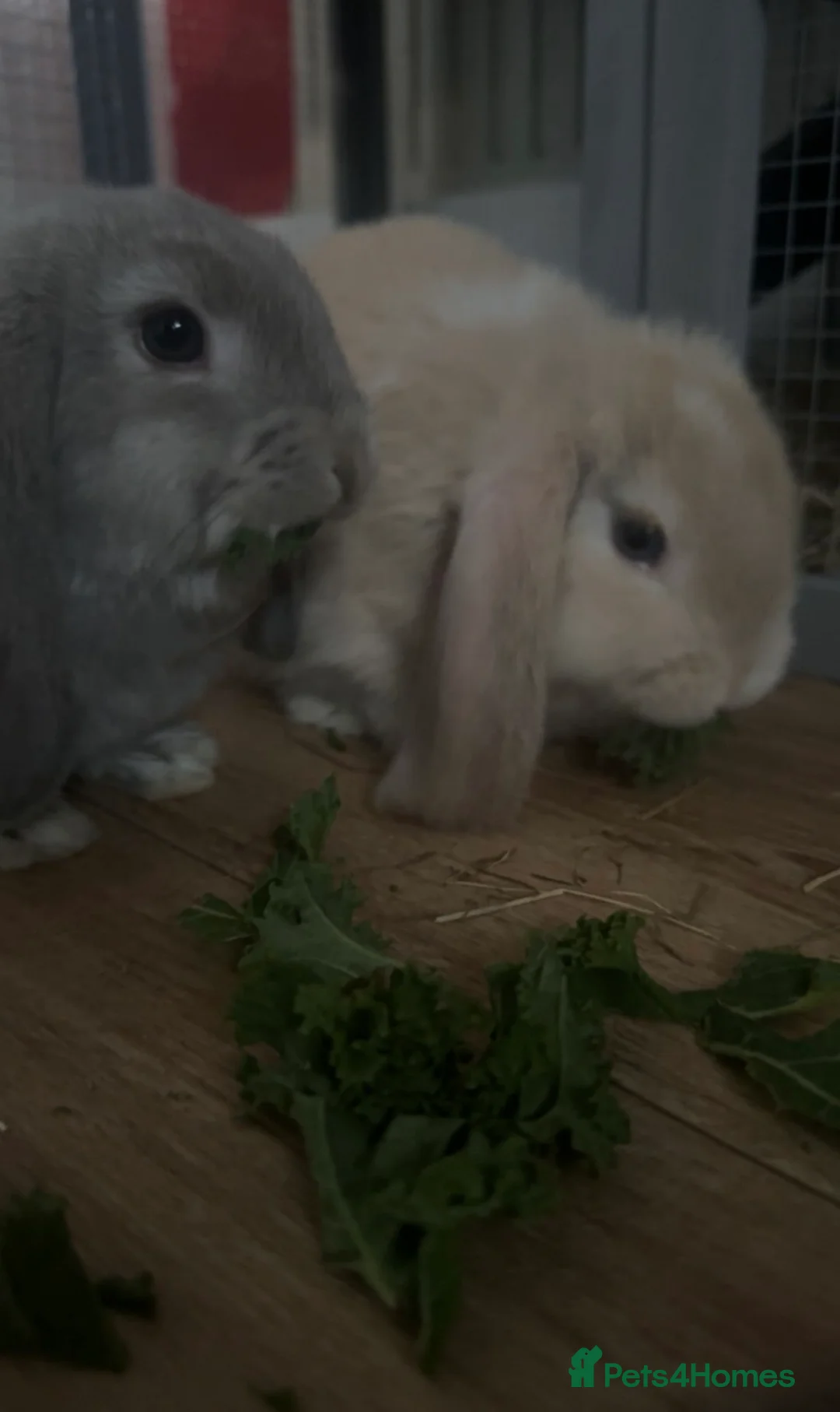 Mini Lop rabbits for sale: 2x mini lops with hutches, food & acc - Advert 2