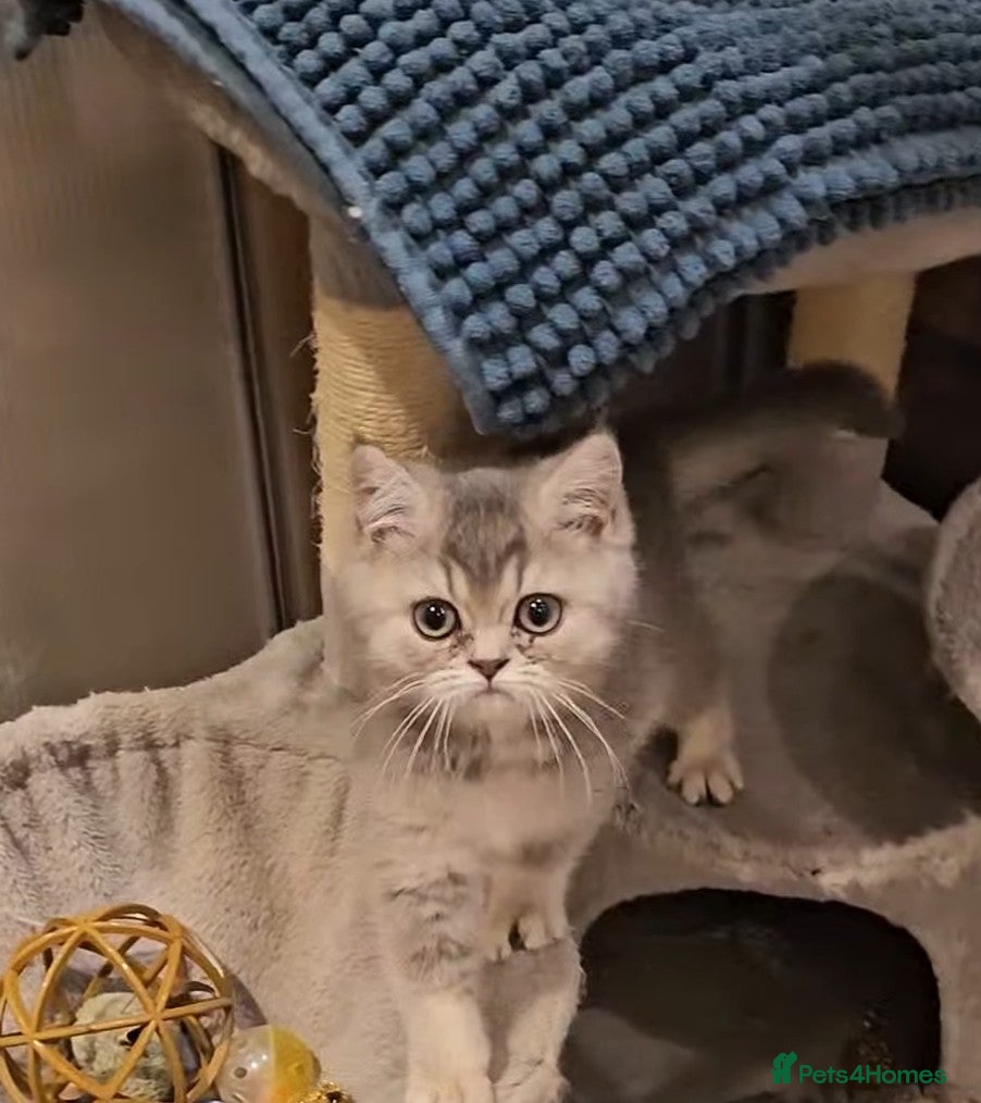 British Shorthair cats Blue golden  girl Tica registered  - Advert 6