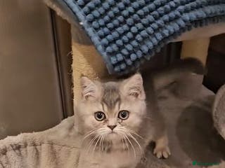 British Shorthair cats Blue golden girl Tica registered - Advert 10