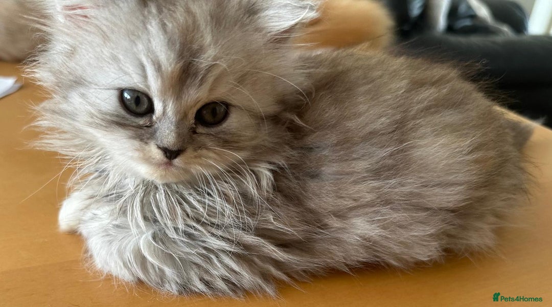 Persian cats for sale: Two multicoloured Persian females - Image 15