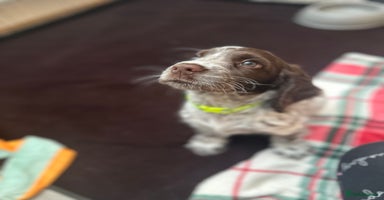 Cocker Spaniel dogs - Advert 7