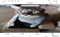 Savannah cats for sale: Gorgeous girl F4 Savannah  - Image 8