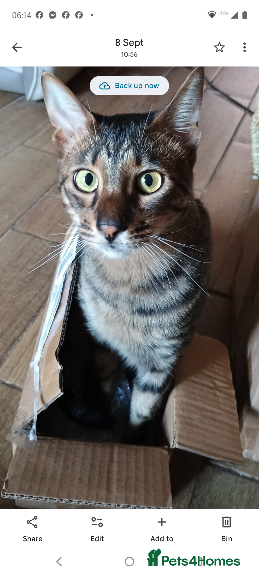 Savannah cats for sale: Gorgeous girl F4 Savannah  - Image 8