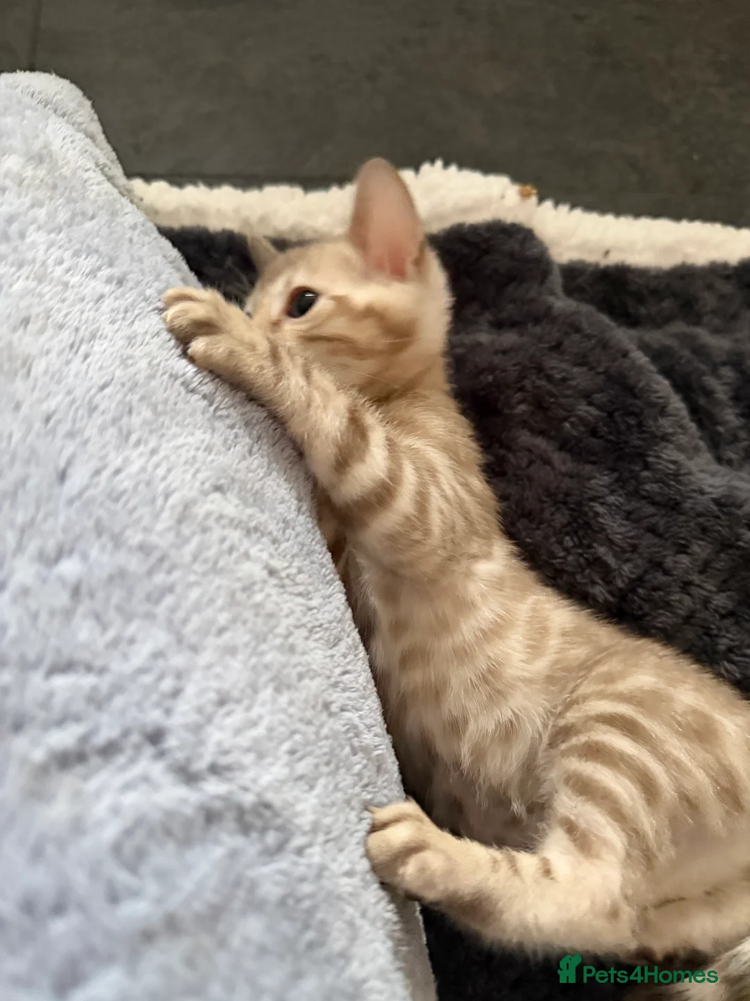 Bengal cats for sale: Pure Snow Bengal Kittens, Ready Today!  - Advert 15