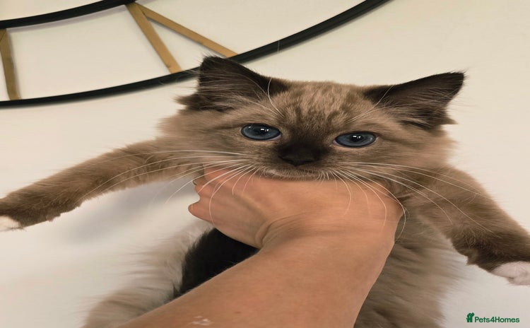 Ragdoll cats - Advert 6