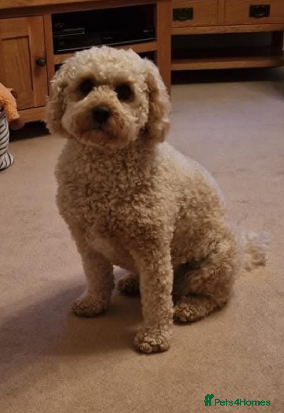 Cavapoo dogs for sale: F2 Cavapoo Gorgeous Babies!  - Image 10