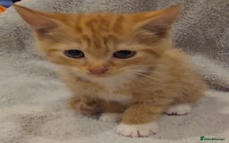 Mixed Breed cats for sale: 🐾 Gorgeous Fluffy Kittens for Loving Homes 🐾 - Image 1