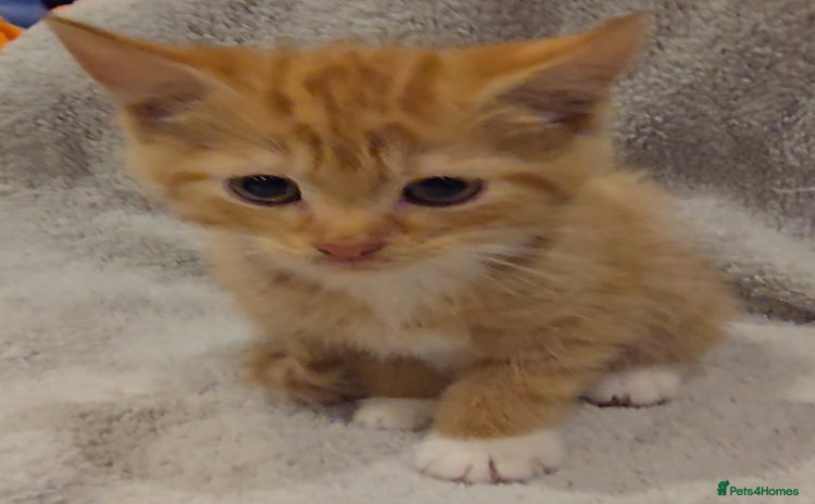 Mixed Breed cats - Advert 5