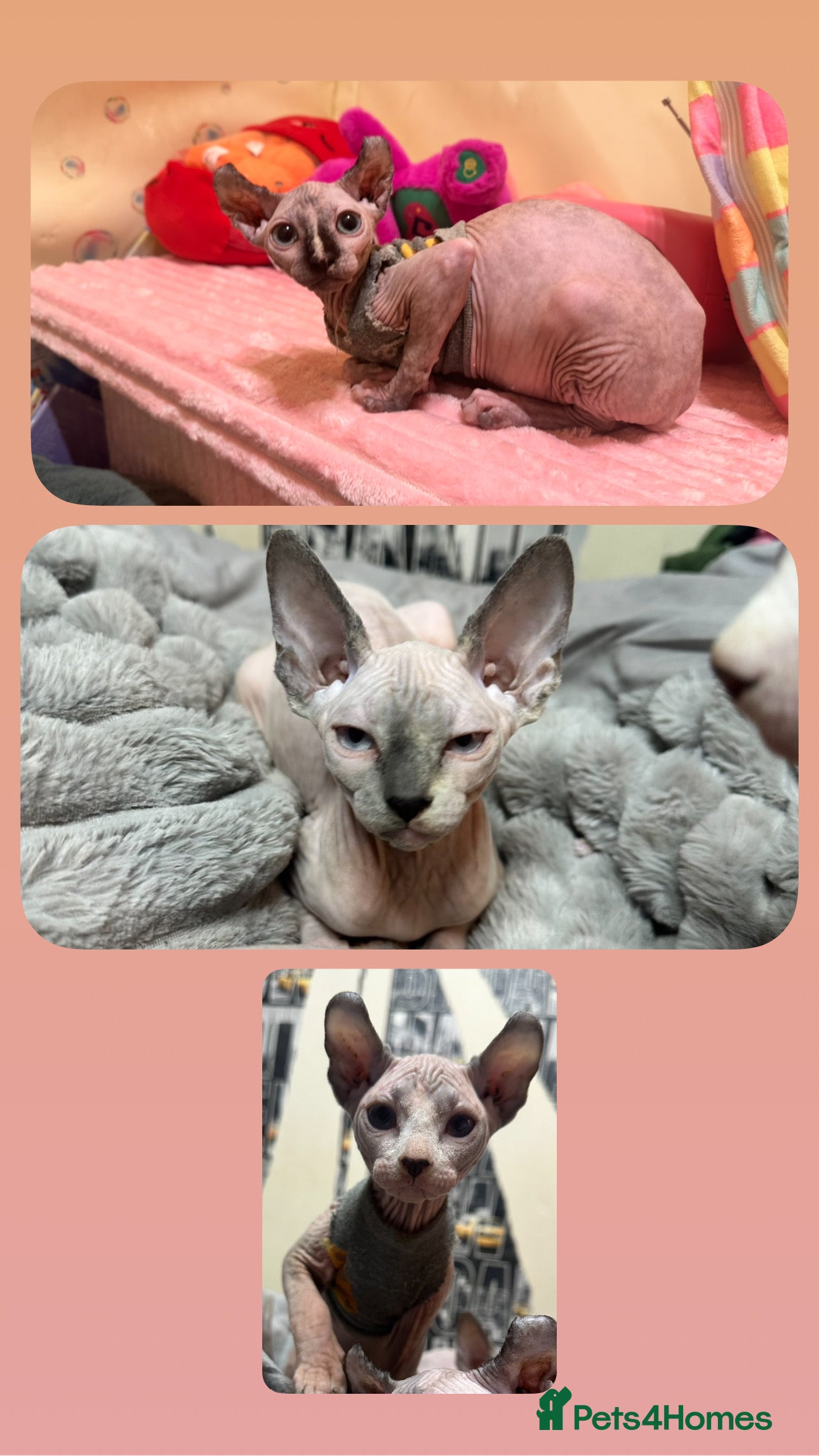 Sphynx cats ✨3 adorable Sphynx seeking loving homes✨ - Advert 2