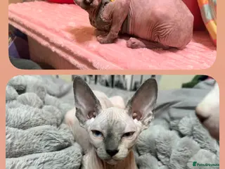 Sphynx cats ✨3 adorable Sphynx seeking loving homes✨ - Advert 2