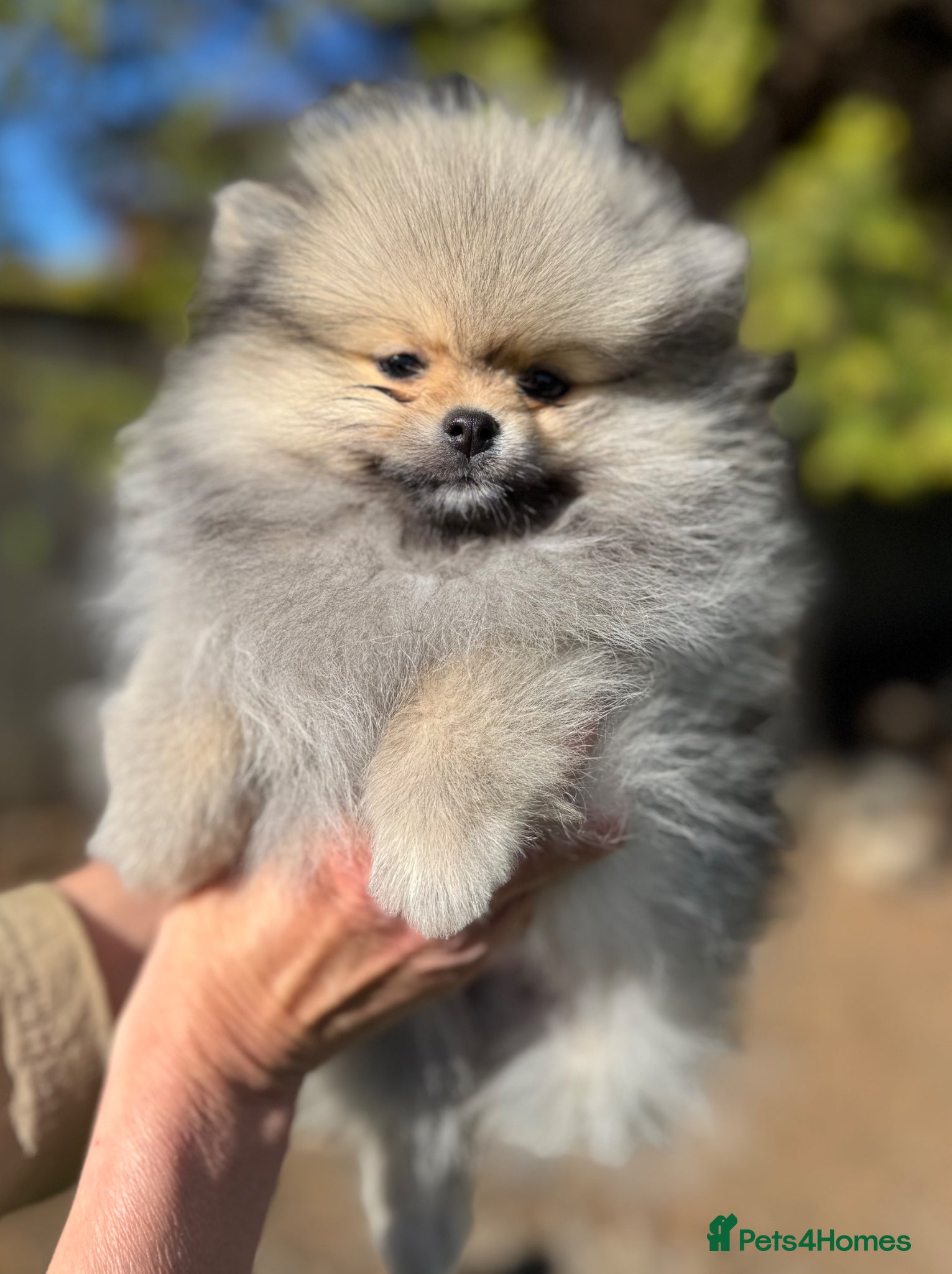 Pomeranian dogs TINY Champion Lines Teddy Faced TRUE Pomeranians  - Advert 2