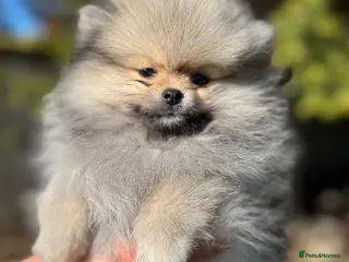 Pomeranian dogs TINY Champion Lines Teddy Faced TRUE Pomeranians - Advert 3