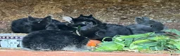 Netherland Dwarf rabbits for sale: Beautiful Netherland Dwarf babies.  - Advert 4