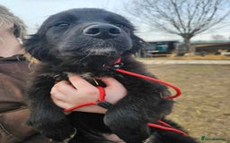 Mixed Breed dogs for adoption: Meet Bailey, currently residing in Cheshire  - Image 10