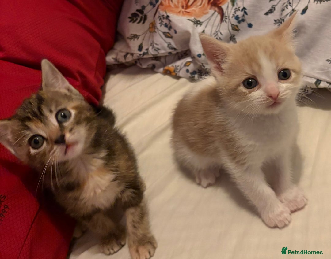 Domestic Shorthair cats for sale: 2 Beautiful kittens of a litter of 4 - Image 7