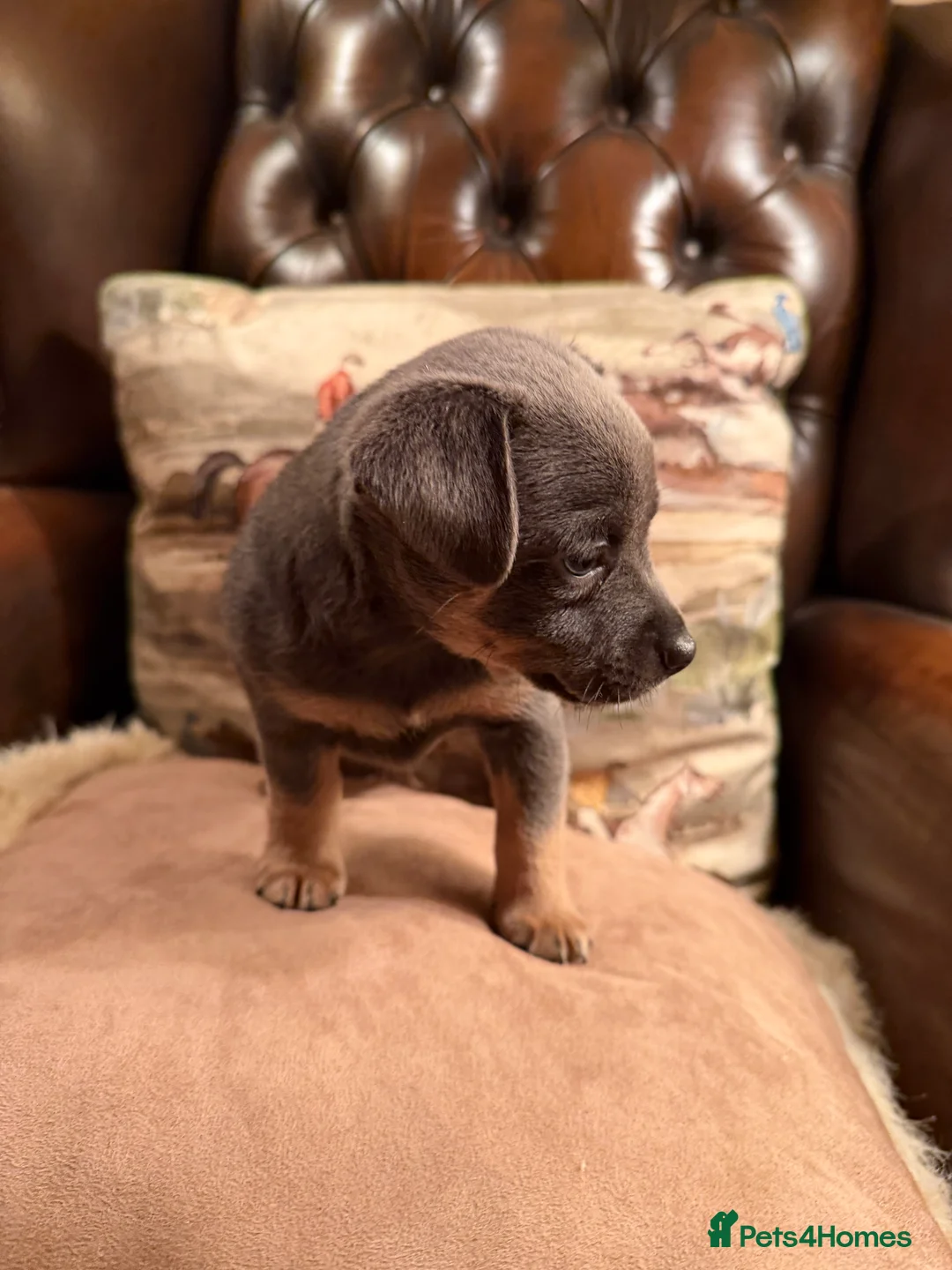 Jack Russell dogs for sale: Stunning blue and blue tri JRT pups - Advert 8