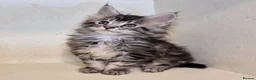 Maine Coon cats for sale: Pure Breed Maine Coon -LAST ONE - Advert 7