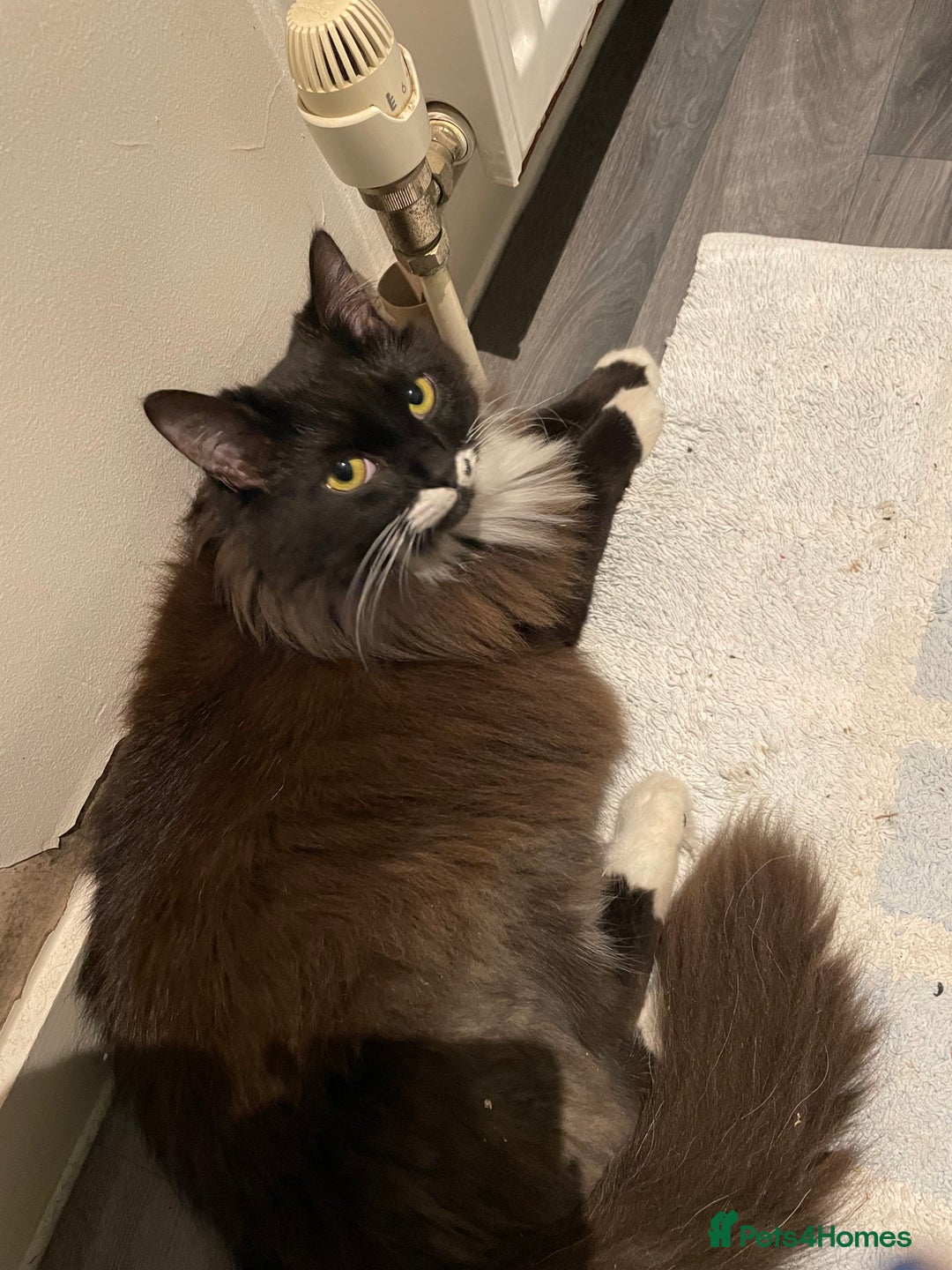 Maine Coon cats for sale: 3 mine coons cross girls  - Image 3