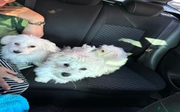 Maltese dogs for sale: Maltese puppies  - Image 13