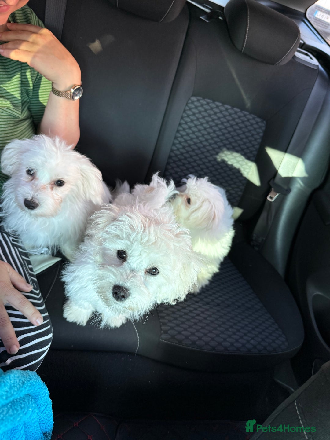 Maltese dogs for sale: Maltese puppies  - Image 13