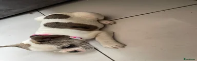 French Bulldog 5