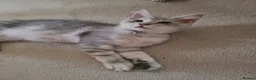 Maine Coon cats for sale: 2 maine coon boys - Advert 5