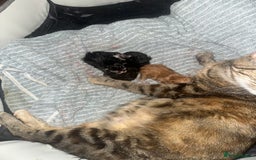 Ragdoll cats for sale: male kitten ragdoll cross bengal x  - Advert 2