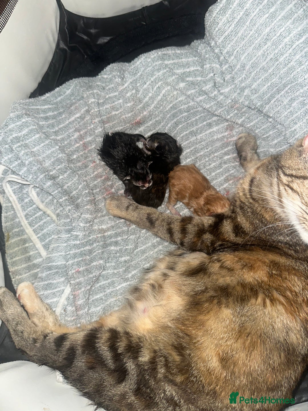 Ragdoll cats for sale: male kitten ragdoll cross bengal x  - Advert 2