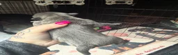 Staffordshire Bull Terrier dogs for sale: Staffordshire bull terrier puppies  - Advert 4