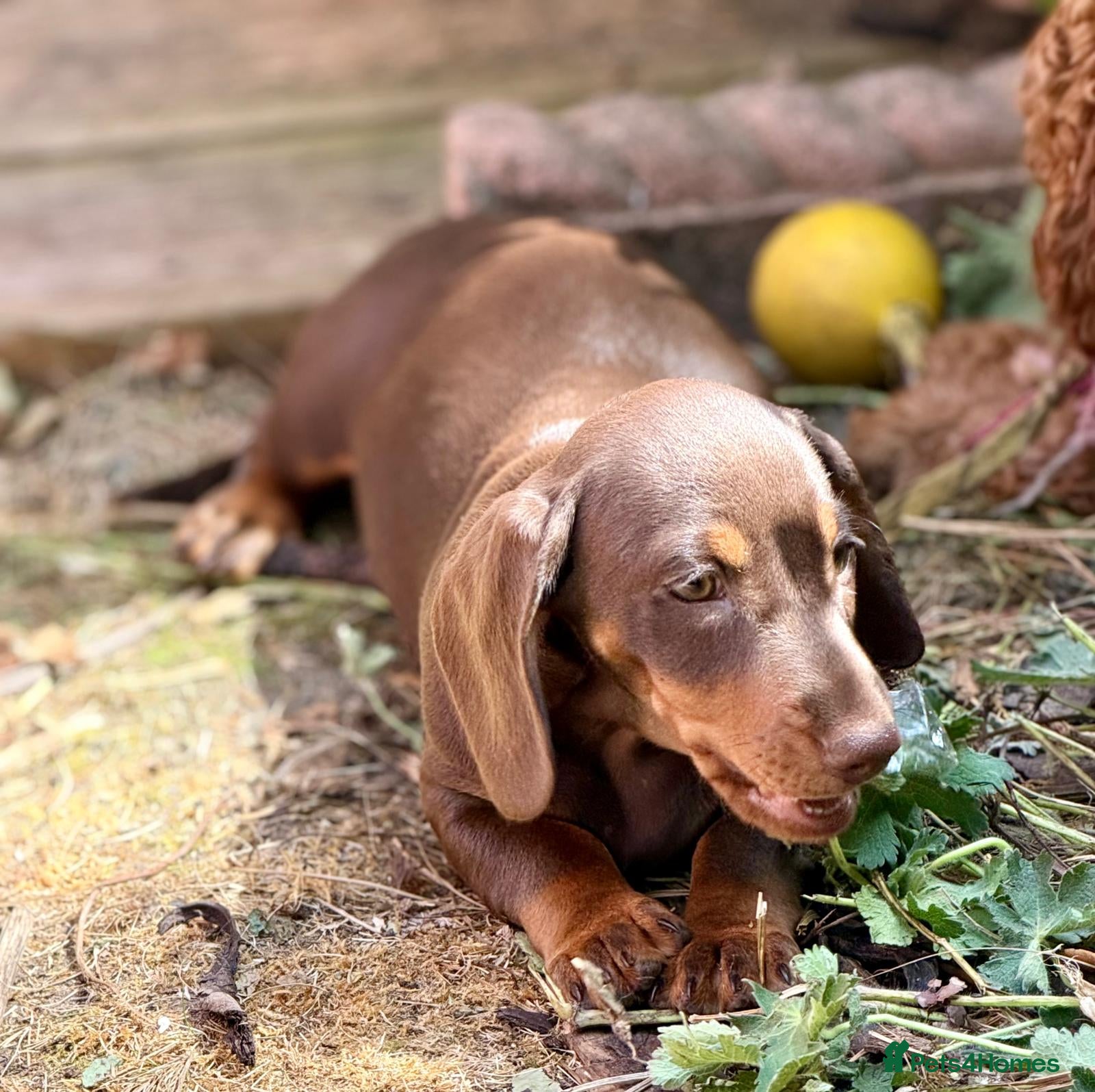 Miniature Dachshund dogs  8 BEAUTIFUL KC Reg Pups Miniature Dachshund - Advert 2