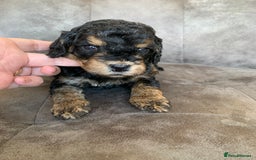 Cockapoo dogs for sale: F1 & F1b puppies. Health tested.  - Image 6