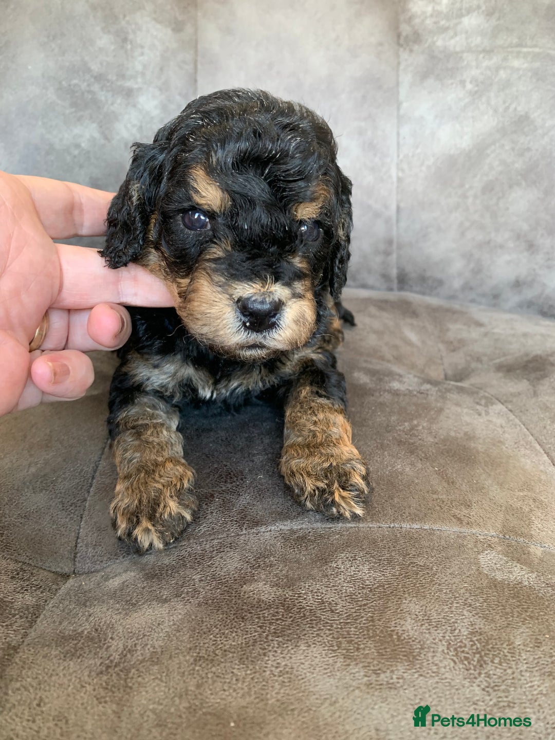 Cockapoo dogs for sale: F1 & F1b puppies. Health tested.  - Image 6