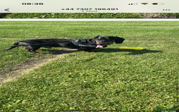 Dachshund dogs for stud: Stunning male standard dachshund for stud - Image 6