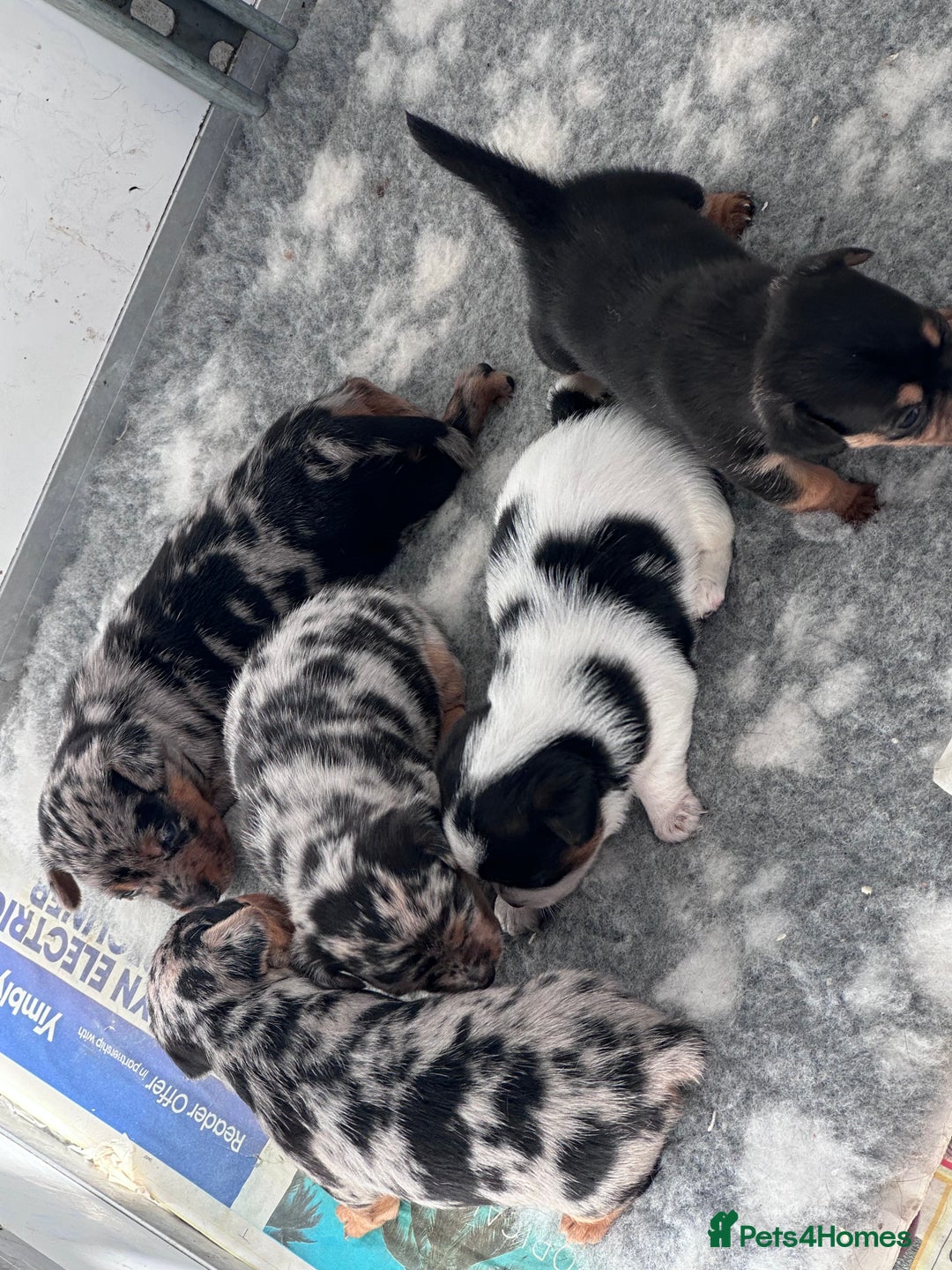 Jack Russell dogs for sale: True miniature Jack Russell’s  - Image 1