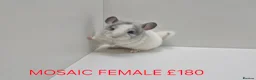 Chinchilla rodents for sale: STUNNING BABIES CHINCHILLA MIX COLOURS AND GENDER  in Sutton-in-Ashfield - Advert 8