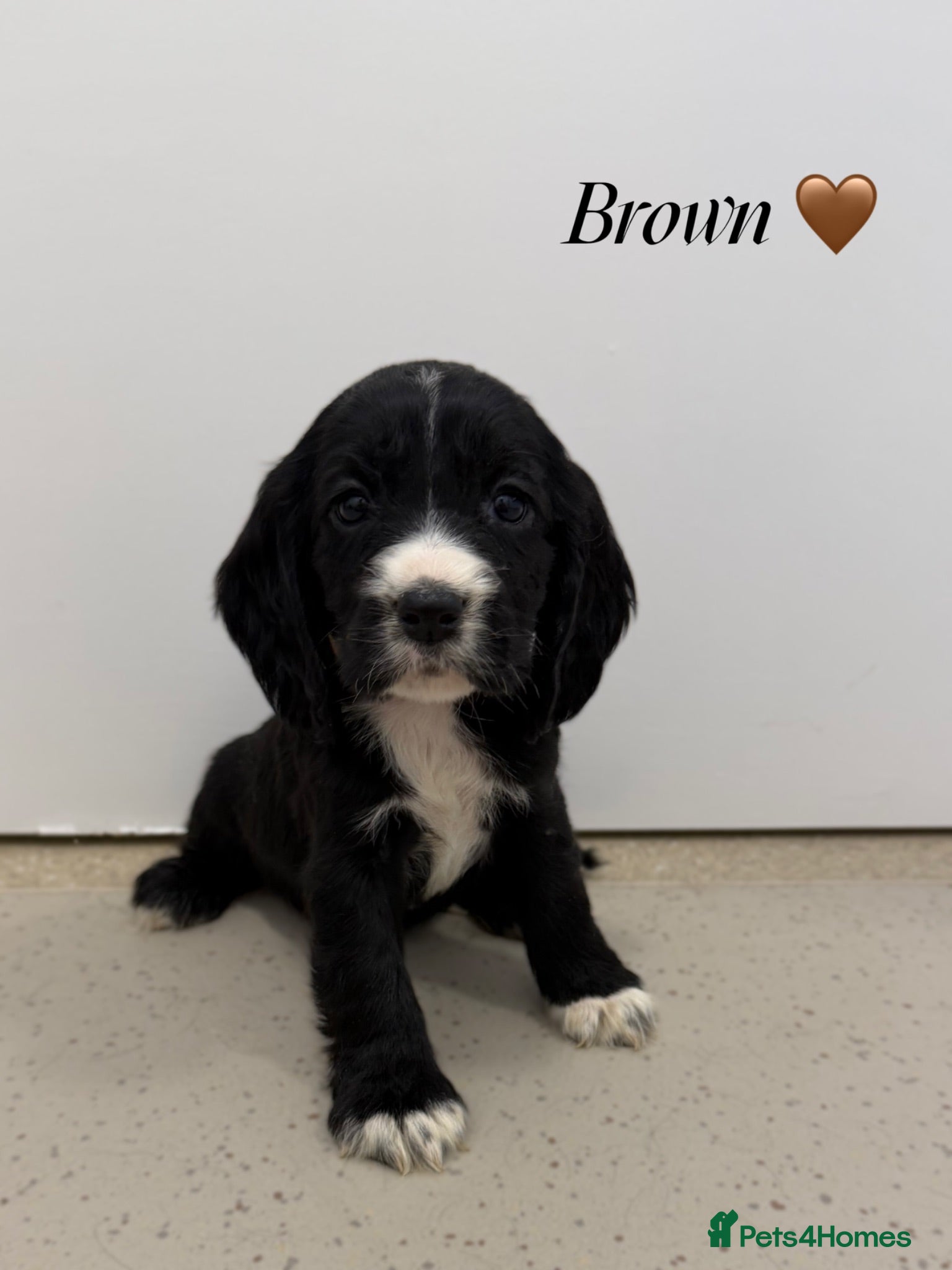 Cocker Spaniel dogs Beautiful cocker spaniel pups for sale! - Advert 1