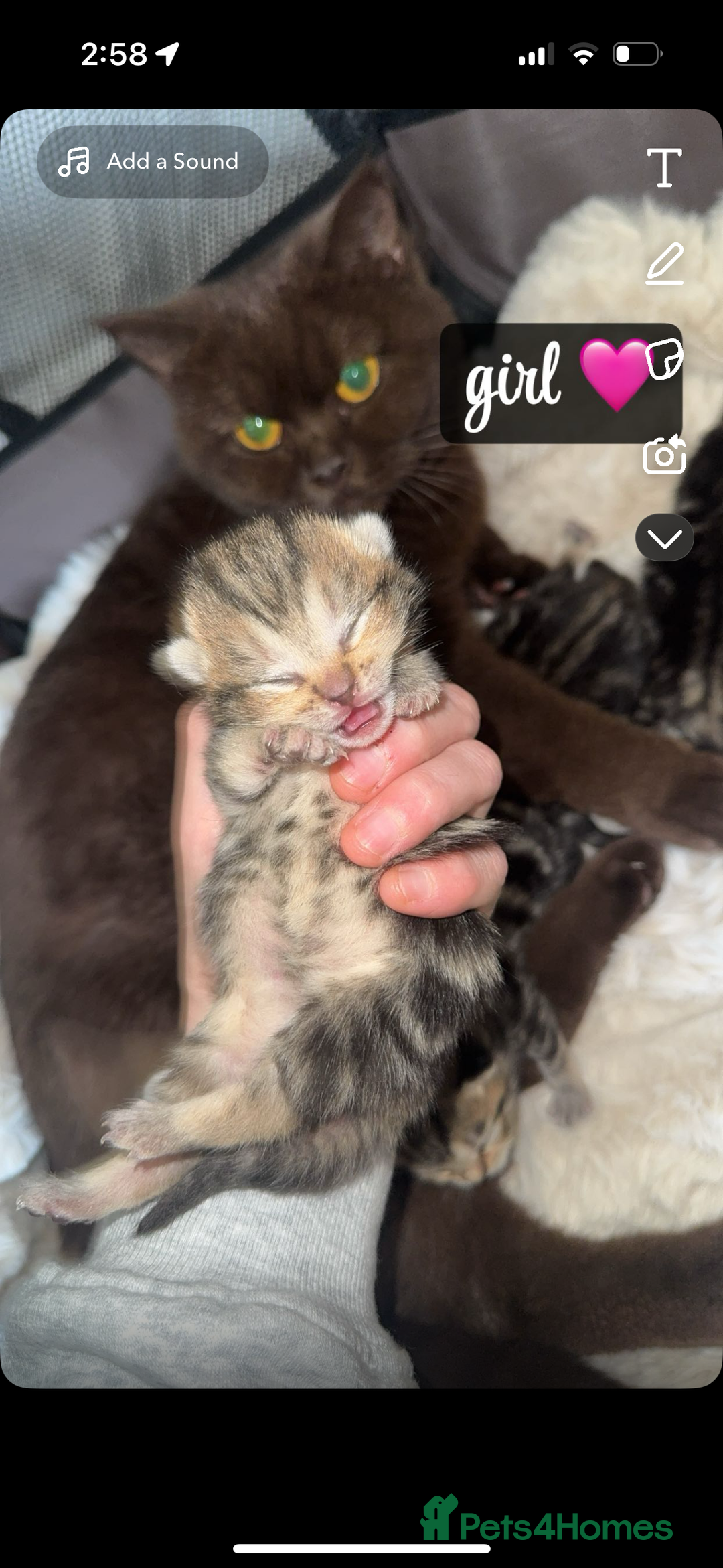 British Shorthair cats for sale: British short hair kittens  - Image 3