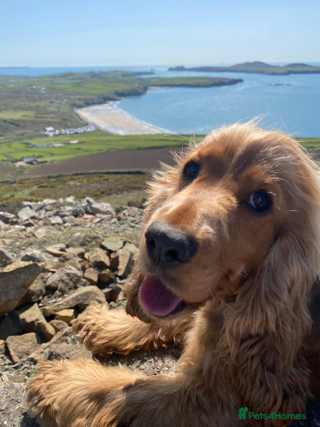 Cocker Spaniel dogs for sale: KC SHOW TYPE COCKER REGISTERED - Advert 8