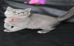 British Shorthair cats for sale: ✨️Outstanding GCCF Grand Chmp Line BSH ❤️ - Image 9