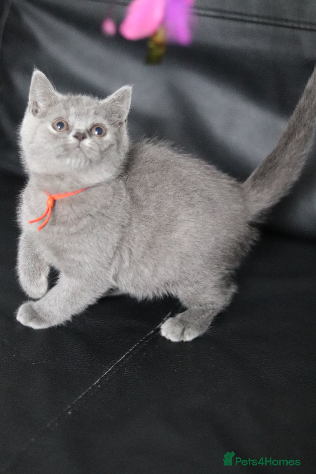 British Shorthair cats for sale: ✨️Outstanding GCCF Grand Chmp Line BSH ❤️ - Image 9