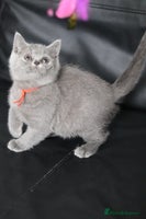 British Shorthair cats - Advert 1