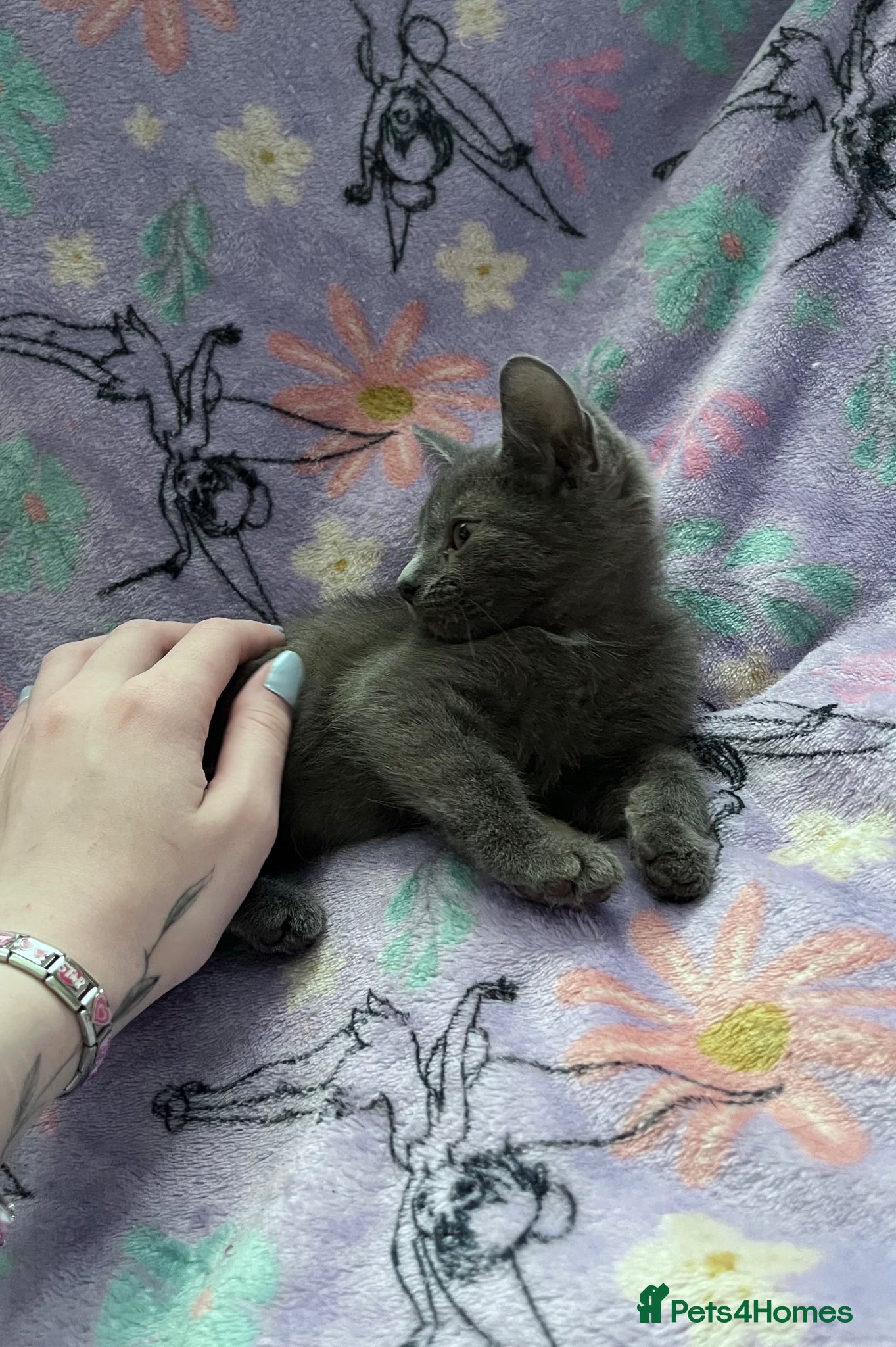 Russian Blue cats for sale: Female Blue Kitten  - Advert 8