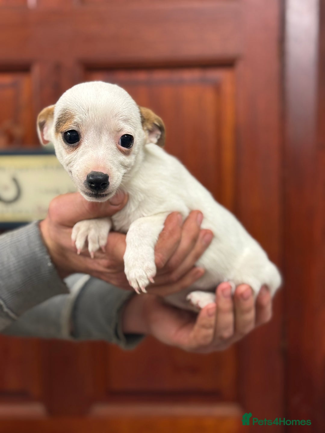 Jack Russell dogs for sale: Jack Russell short legged puppies  - Advert 8