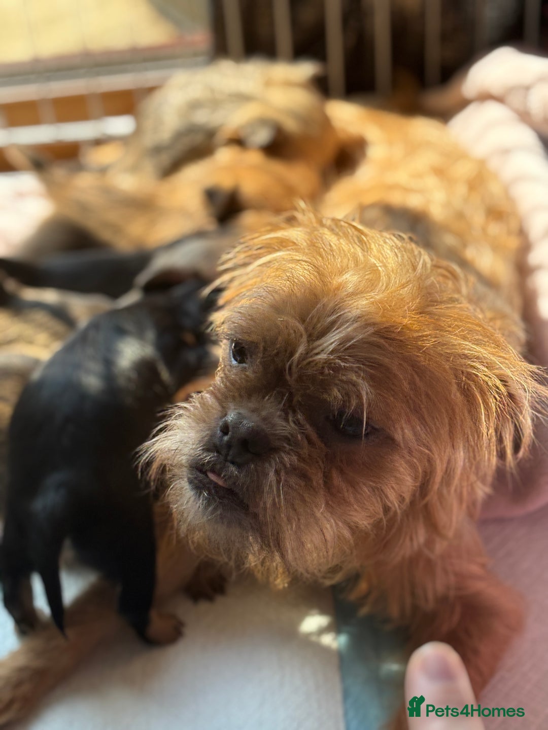 Mixed Breed dogs for sale: 6 beautiful puppies for sale, 3 female and 3 male - Image 15