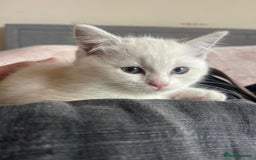 British Shorthair cats for sale: 4 Beautiful British short hair & Ragdoll kittens - Image 17