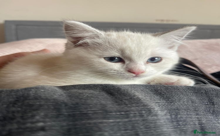 British Shorthair cats - Advert 8