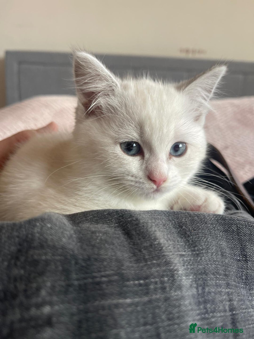 British Shorthair cats for sale: 4 Beautiful British short hair & Ragdoll kittens - Image 17