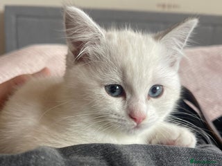 British Shorthair cats - Advert 14