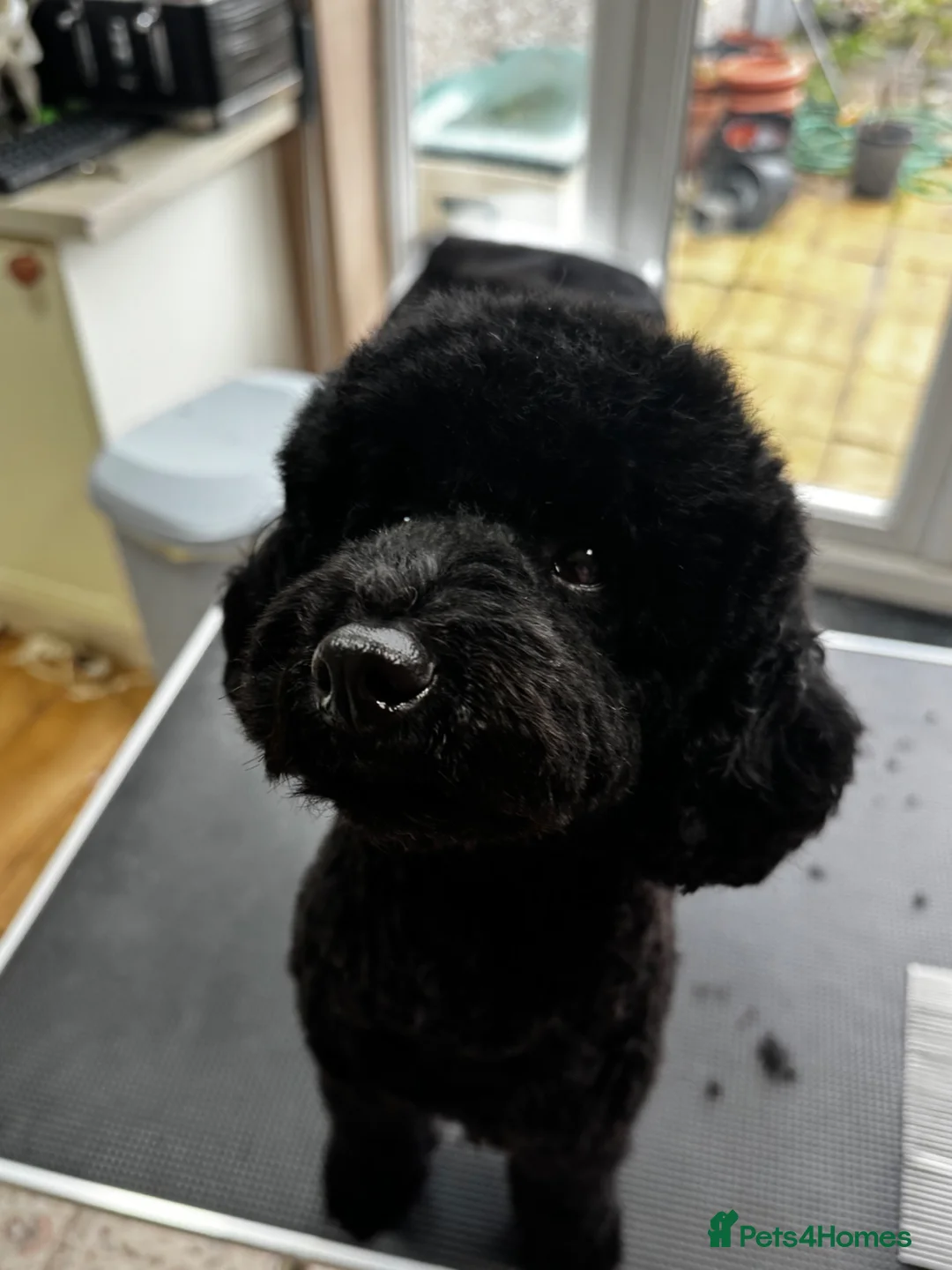 Cavapoo dogs for sale: Gorgeous cavapoo boy available - Advert 5